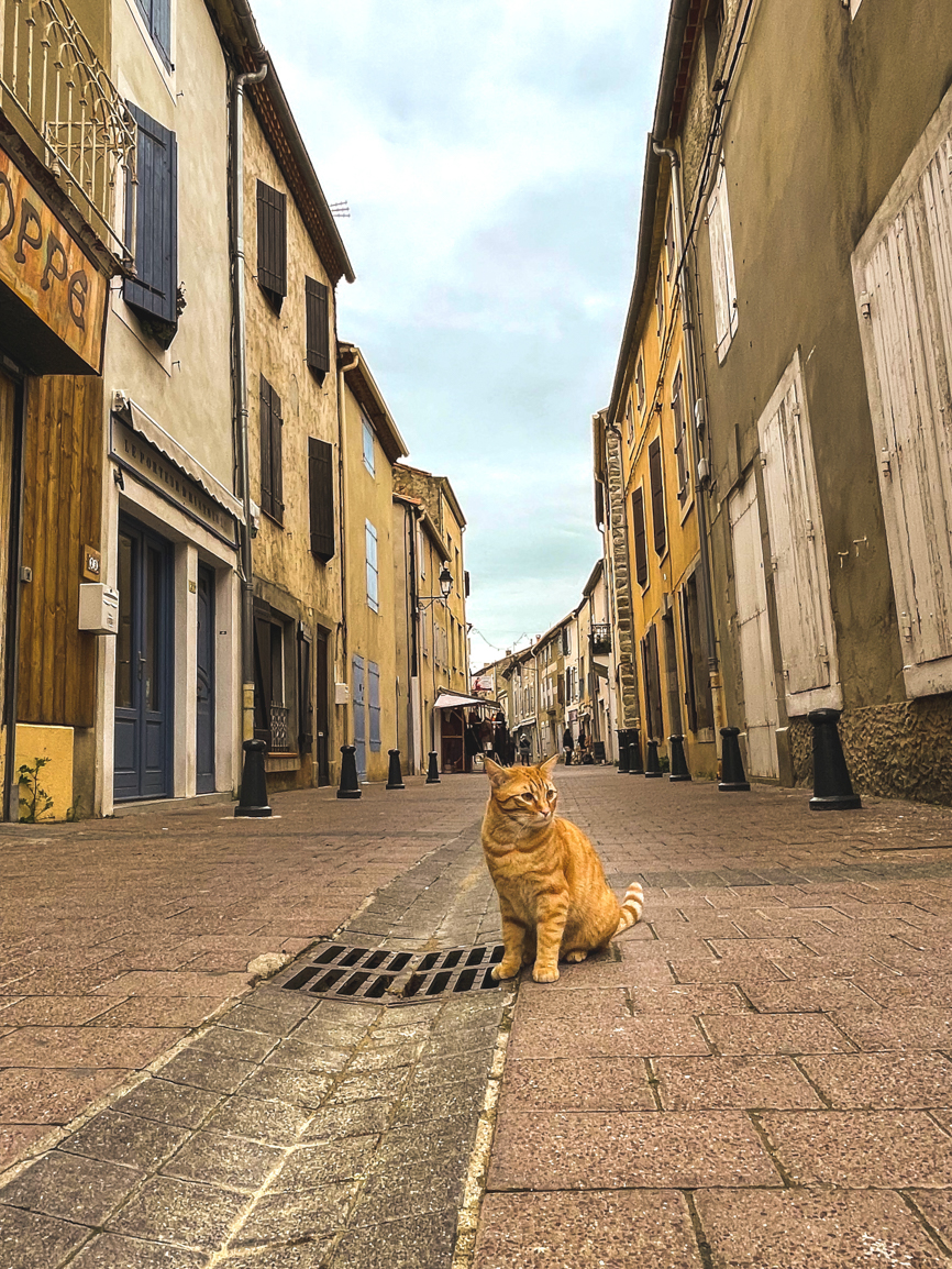 Rue de Gruissan avec un chat